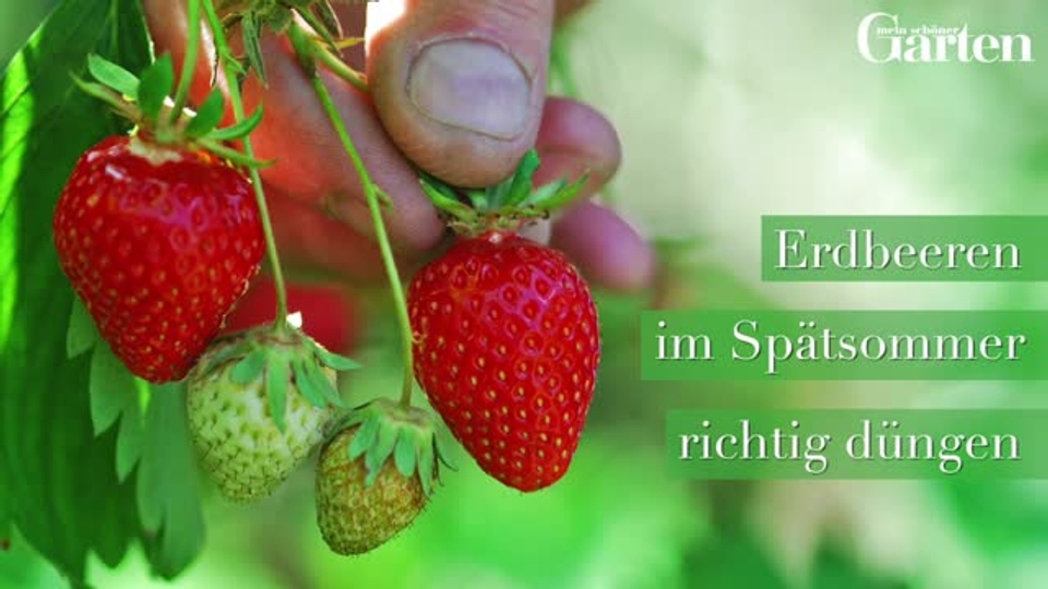 Erdbeeren im Spaetsommer duengen