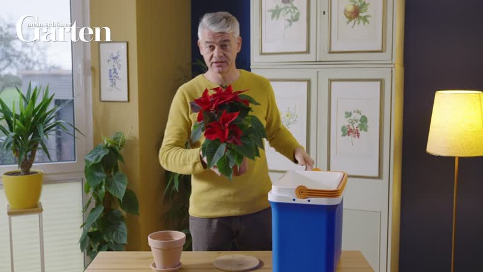 Weihnachtsstern: 3 hufige Pflegefehler