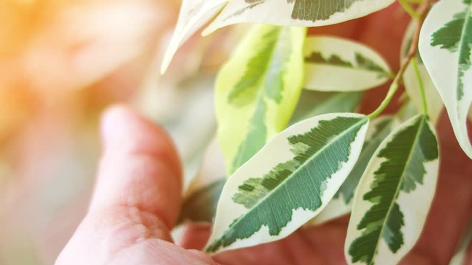 Ficus verliert Bltter? Daran liegts
