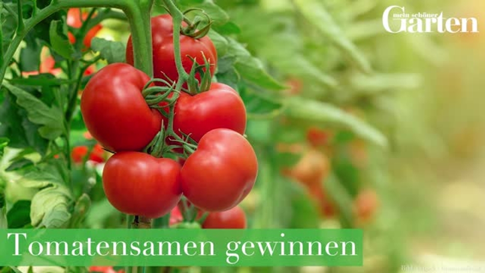 olivenbaum düngen mit zitrusdünger Rasenmax Zitrusdünger und Olivenbaumdünger 1 L – Rasenmax.com