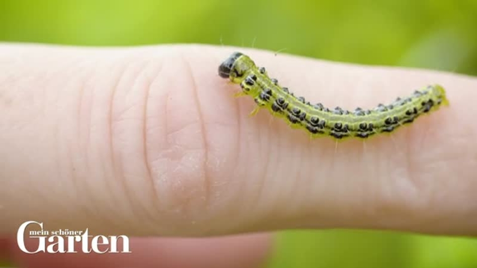 getrockneter kuhdung als dnger Kuhdung (Vordnger)