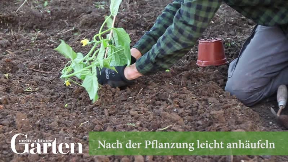 Gurken richtig pflanzen