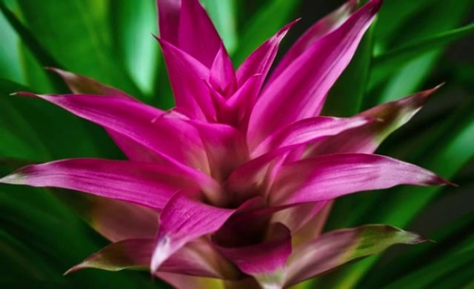 Bromelien pflegen: Mit diesen drei Tipps blhen sie garantiert