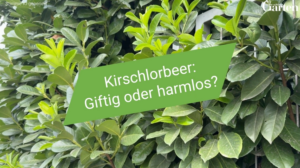 monstera monkey leaf licht Kaufen Sie jetzt Zimmerpflanze Fensterblatt Monstera 'Monkey Leaf' inkl.  Hängetopf main image 0