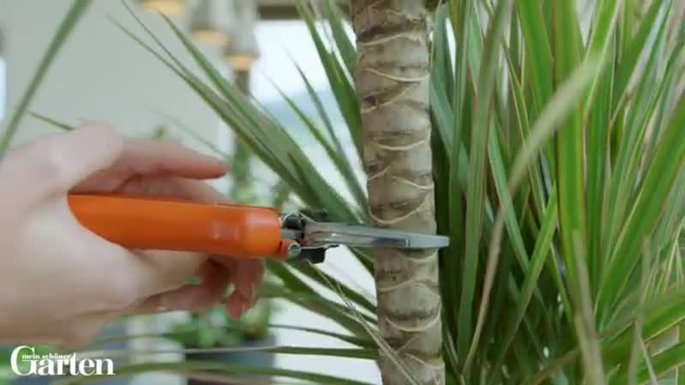 wie oft muss man einen drachenbaum gießen Tipps zur Pflege deiner Pflanze : Dracaena Marginata – PflanzenFuerAlle main image 1