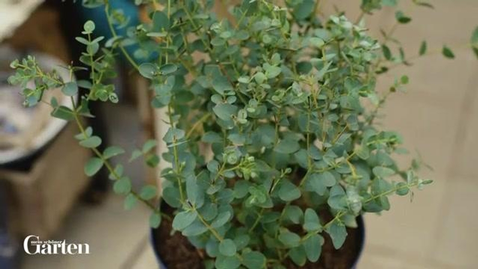 Mostgummi-Eukalyptus: Tipps zur Pflanzung und Pflege