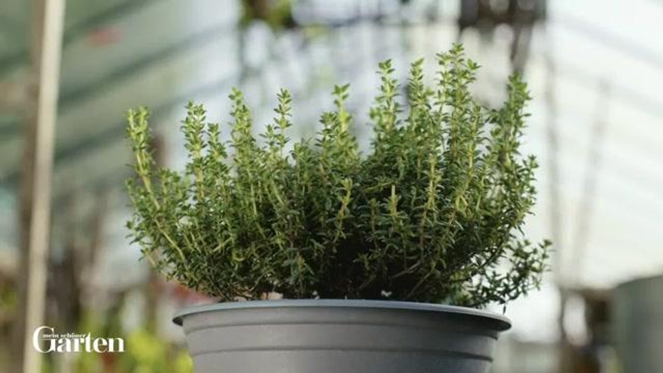 compo cannabis dünger COMPO Grow Organic Duopack: Wachstums- und Blütedünger Starterkit