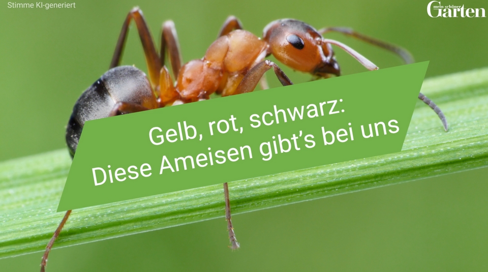Gelb, rot, schwarz: Diese Ameisen gibt's bei uns