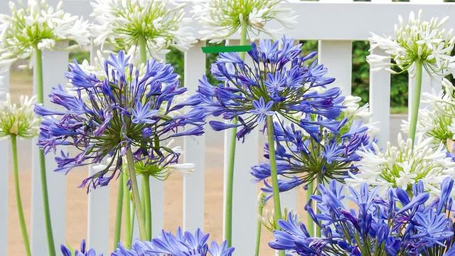 Agapanthus überwintern Wie viel Schutz braucht er? Mein schöner Garten