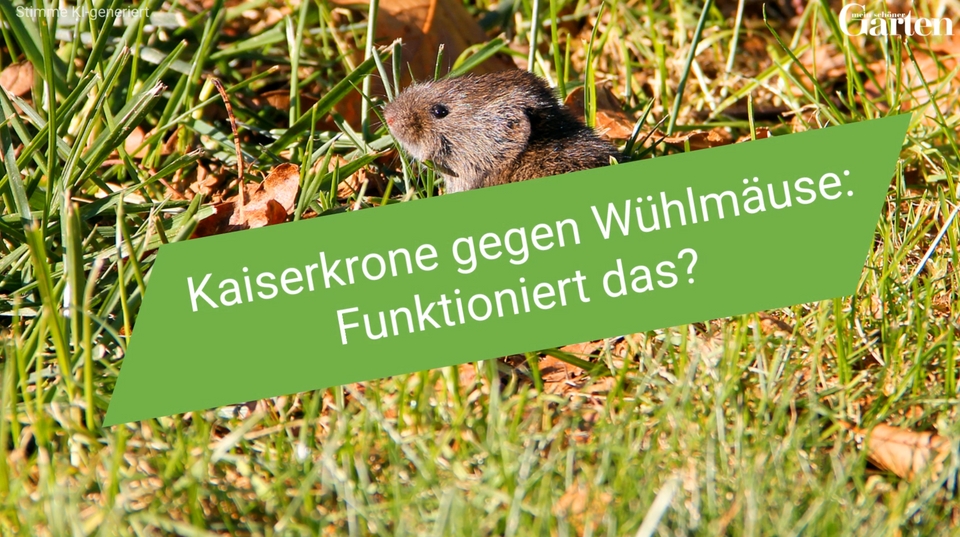Kaiserkrone gegen Whlmuse: Funktioniert das?
