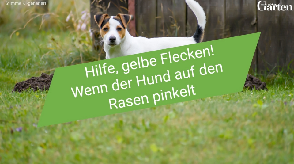 thuja richtig dngen Thuja Dnger - Mineralischer NPK Flssigdnger mit Stickstoff