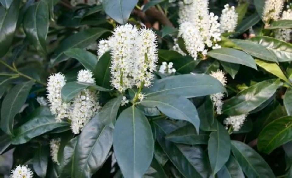 Kirschlorbeer-Hecke: Die Vor- und Nachteile