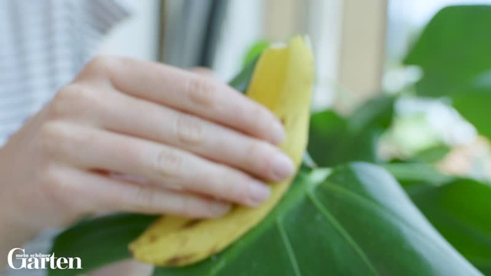 Zimmerpflanze mit Bananenschale reinigen