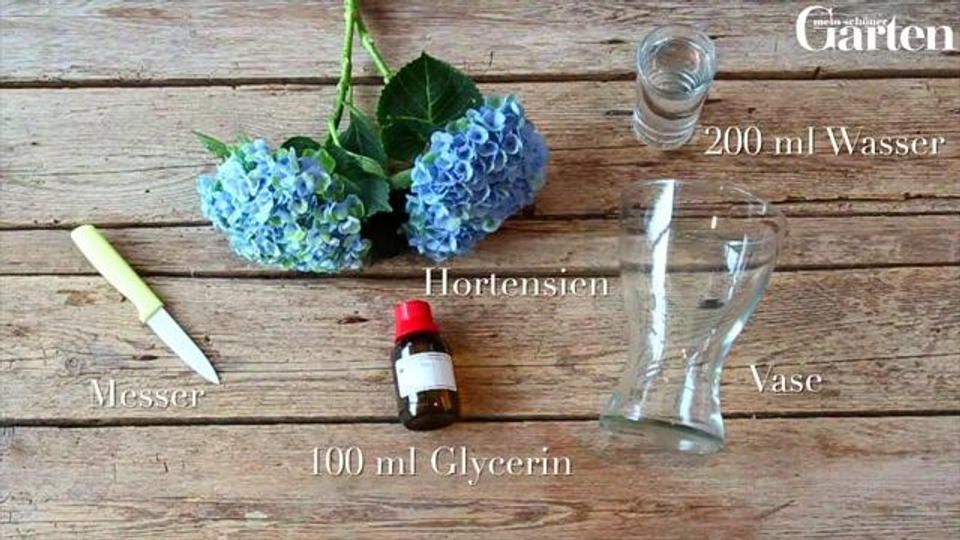 Hortensien mit Glycerin haltbar machen - Video, Anleitung & Tipps - Mein  schner Garten
