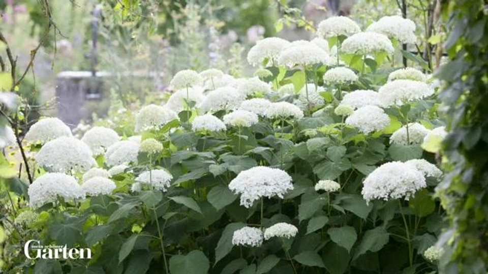 Schneeball-Hortensien: Tipps zur Pflanzung und Pflege