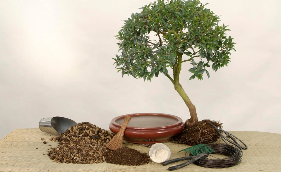 bonsai 2 meter Japanese Bonsai 2.2 Meters – Plant Studio LLC