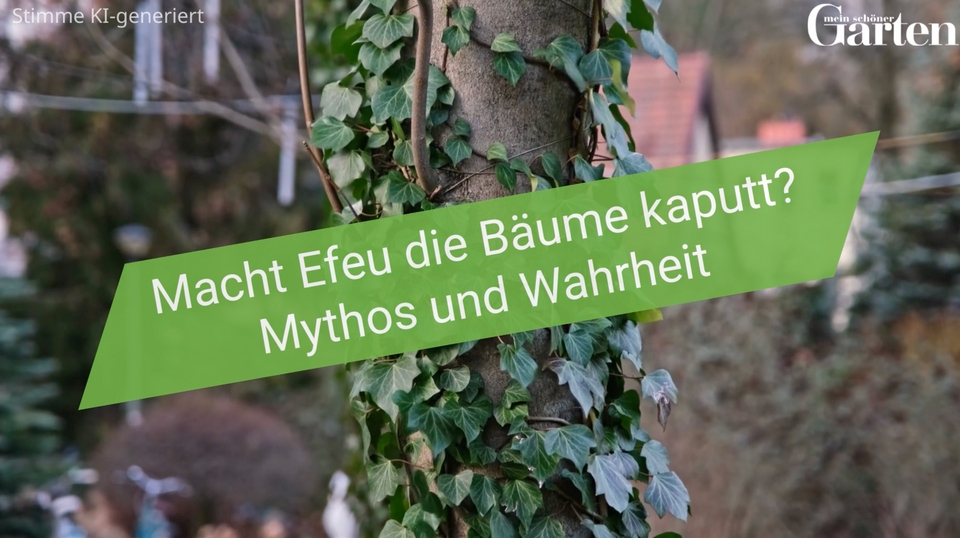 efeu tee apotheke Gemeiner Efeu main image 0
