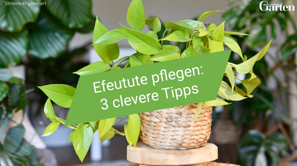 Efeutute pflegen: 3 clevere Tipps