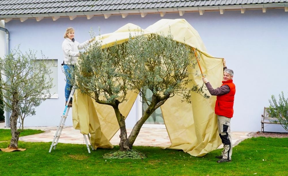 Olivenbaum winterfest machen