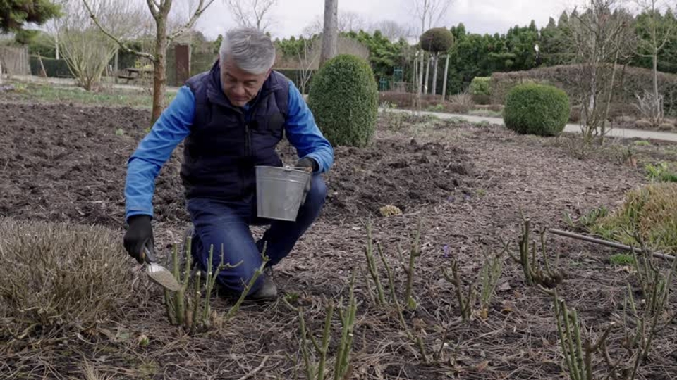 Rosen dngen