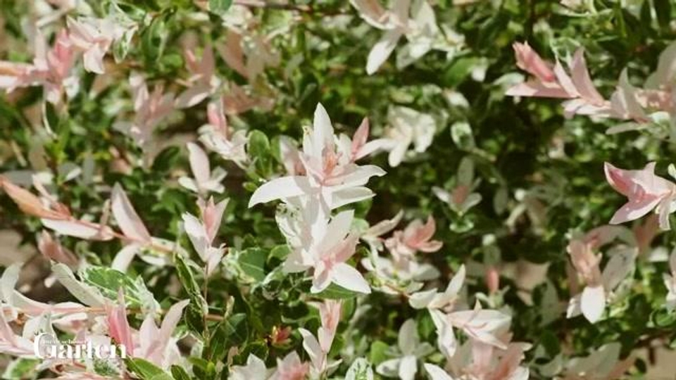 Harlekin-Weide: Tipps zur Pflanzung und Pflege