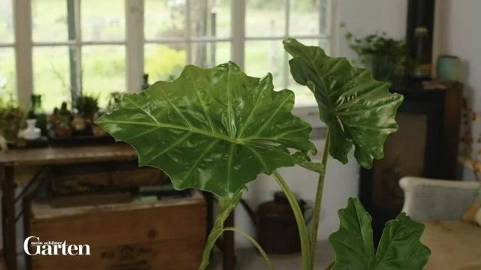 Elefantenohr (Alocasia macrorrhiza): Tipps zur Pflanzung und Pflege