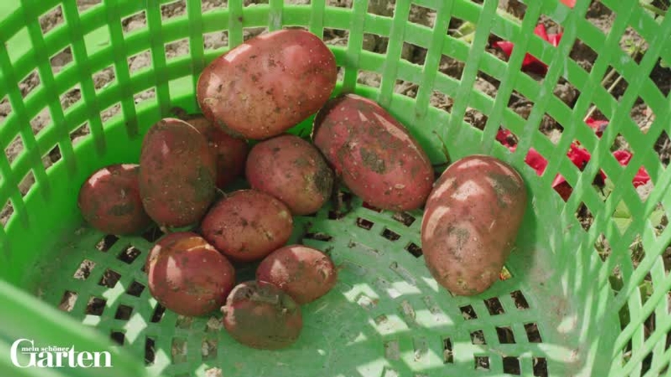 Kartoffeln ernten