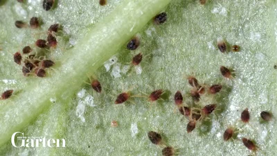 ufopflanze gro Ufopflanze | Pilea peperomioides