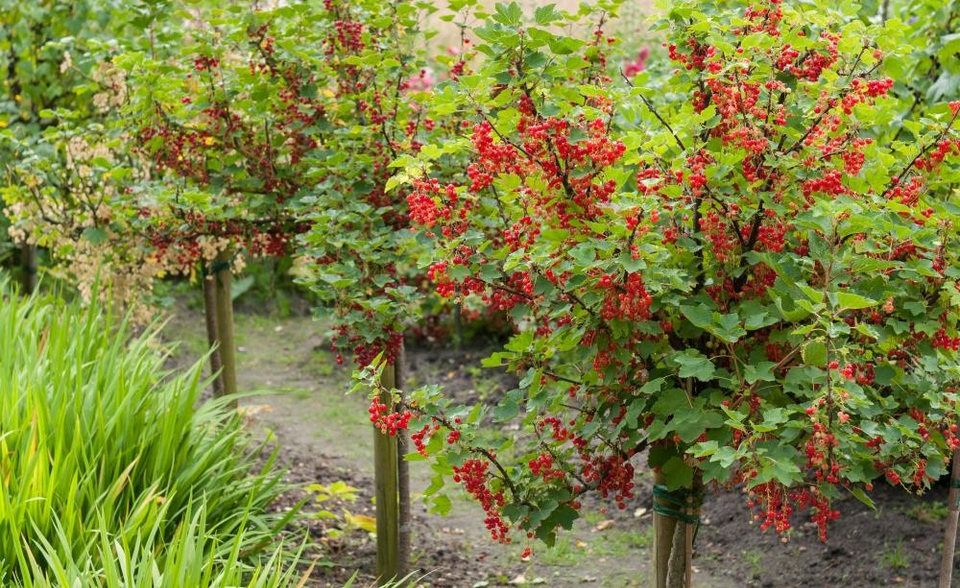 Rote Johannisbeeren richtig schneiden