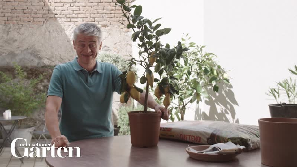 Zitruspflanzen richtig umtopfen